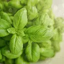 SweetBasil.webp