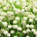 Lily of the Valley.webp